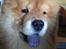Chow chow Bastian