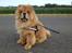 Chow chow Bastian