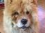 Chow chow Bastian