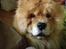 Chow chow Bastian