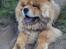Chow chow Bastian