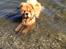 Chow chow Bastian