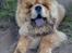 Chow chow Bastian