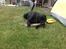 Labrador retriever Ricko - Ricko leger med sin pind :) 2014