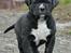 Perro De Presa Canario Bøvs
