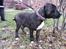 Perro De Presa Canario Bøvs