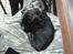 Perro De Presa Canario Bøvs