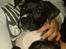 Perro De Presa Canario Bøvs