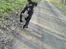 Perro De Presa Canario Bøvs