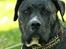 Perro De Presa Canario Bøvs