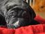 Perro De Presa Canario Bøvs