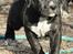 Perro De Presa Canario Bøvs