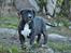 Perro De Presa Canario Bøvs