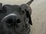 Perro De Presa Canario Bøvs