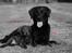 Labrador retriever Cassiopeia - 27) 11 uger