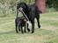 Labrador retriever Cassiopeia - 28)11 uger