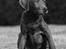 Labrador retriever Cassiopeia - 29) 11 uger