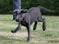 Labrador retriever Cassiopeia - 30)11 uger