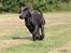 Labrador retriever Cassiopeia - 31) 11 uger