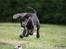 Labrador retriever Cassiopeia - 32) 11 uger
