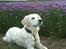 Golden retriever Abby - Smukke dyr.