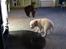 Golden retriever Abby - Min kat Gibbs rejser børster.