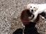 Golden retriever Abby - Jeg elsker vand.