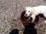 Golden retriever Abby - Dejlig koldt vand.