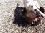 Golden retriever Abby - Vand er det bedste.