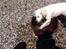 Golden retriever Abby - Du er og bliver den bedste hund.
