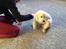 Golden retriever Abby - Jeg er ny i familien.