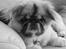 Pekingeser Jason