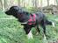 Blanding af racer Bella