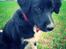 Blanding af racer Bella