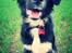 Blanding af racer Bella