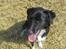 Blanding af racer Bella