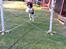 Engelsk springer spaniel Jonson