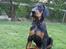 Dobermann MALKIN