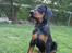Dobermann MALKIN