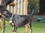 Dobermann MALKIN