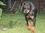 Dobermann MALKIN