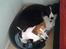 Border collie Kato - Kato og Ida kan sagtens hygge sig i Katos  kurv.