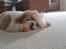 Shih tzu Bella