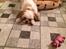 Shih tzu Bella