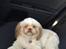 Shih tzu Bella