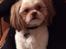 Shih tzu Bella
