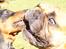 Dobermann MALKIN