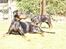 Dobermann MALKIN