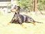 Dobermann DEBBI