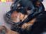 Rottweiler Mollie<3 |Molsen|<3 R.I.P Min trold..<3